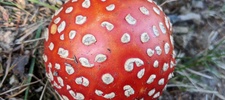 Fly Agaric in German mountain area